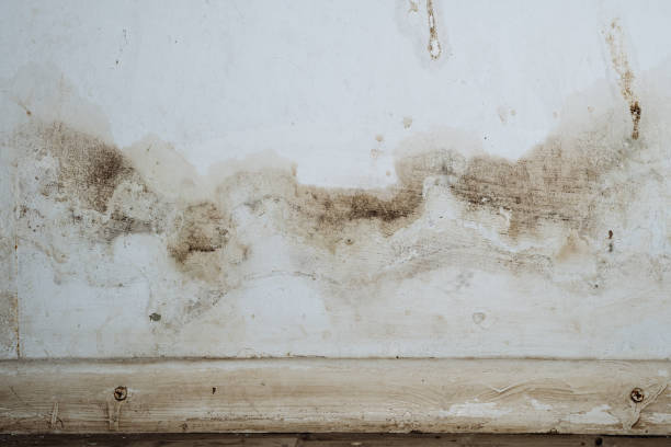 Best Forensic Mold Investigation  in Huntington Beach, CA